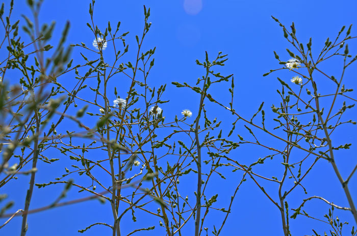 Lactuca serriola, Prickly Lettuce Lactuca serriola, Prickly Lettuce